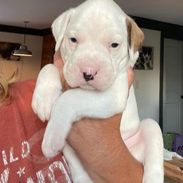 Boxer Puppies from Big Dawg Plantation