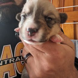Pembroke Welsh Corgi Puppies from Jersey Shore Corgis