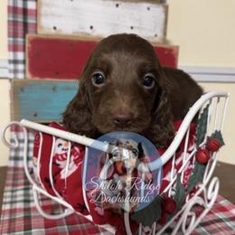 Rusty - Chocolate male Dachshund puppy in Adamsville, Tennessee from Shiloh Ridge Dachshunds