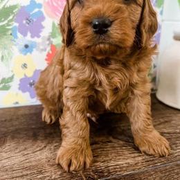 Cavapoo Puppies from Ruby's Cavapoos