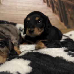 Dachshund and Miniature Australian Shepherd Puppies from Southern Charm Kennels