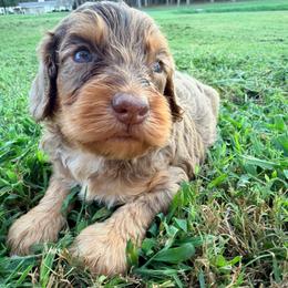 Bennet with training - Brown white and tan male Cockapoo puppy in Boonville, North Carolina from Doods & Dolls
