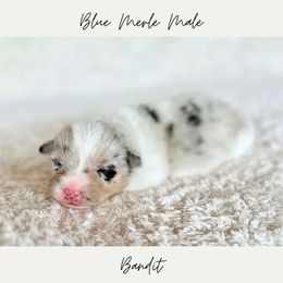 Bandit - Blue male Pembroke Welsh Corgi puppy in Onalaska, Washington from Shoestring Valley Corgis