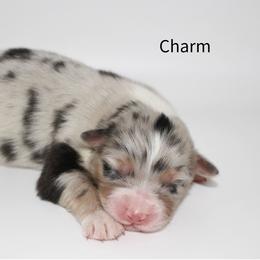 Charm - Blue merle female Australian Shepherd puppy in Camp Springs, Kentucky from Diamond Paws Australian Shepherds