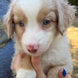 Sugar - Red merle female Miniature Australian Shepherd puppy in Ringgold, Louisiana from Barrett's Buddies