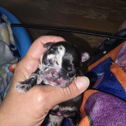 Black merle girl - Black female French Bulldog puppy in Summerville, Tennessee from R&J Frenchie