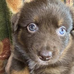 Miniature American Shepherds and Miniature Australian Shepherds from Ebersole Ranch