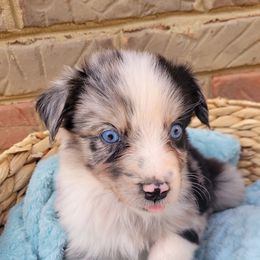 Girl 1 - Australian Shepherd puppy in Tennessee from Cedar Stone Aussiedoodles