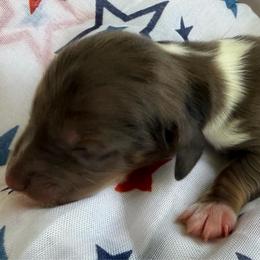 Jagger - Dapple male Dachshund puppy in Pulaski, Tennessee from Billboard Doxies