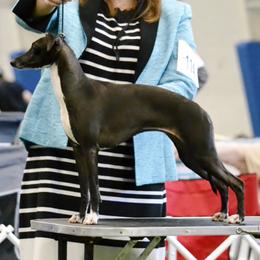 Italian Greyhound All Grown Up from Raindance Italian Greyhounds