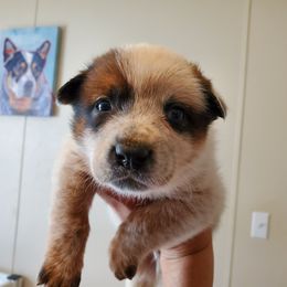 Half masked and patch red - Red speckled male Australian Cattle Dog puppy in Lenoir, North Carolina from Blue Coyote Ranch