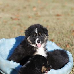 BTM2 - Black tri-color male Australian Shepherd puppy in Warm Springs, Georgia from Out West Aussies