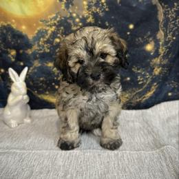 Pike - Sable male Cockapoo puppy in Placerville, California from Rpuppies