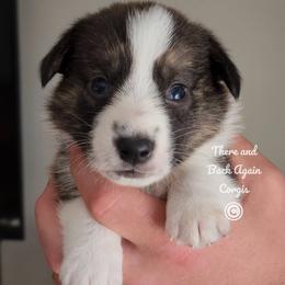 Topaz - Brindle and white male Cardigan Welsh Corgi puppy in Winston, Oregon from There and Back Again Corgis