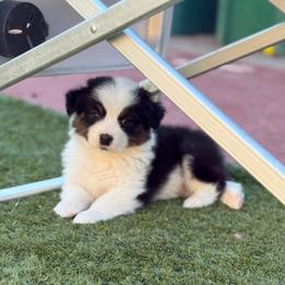 Pete - Black tri-color male Australian Shepherd puppy in Tucson, Arizona from Imagine Australian Shepherds