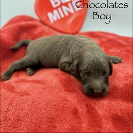 Chocolates - male Golden Mountain Doodle puppy in Rome, Georgia from Victoria’s Designer Doodles