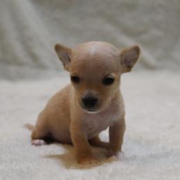 Shawn Flarida - Gold and white male Chihuahua puppy in Willamina, Oregon from Cherished Chihuahuas