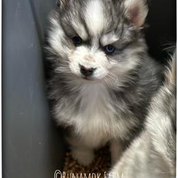 Runamok Cookies For Santa (Chip) - Black and white male Pomsky puppy in St. Maries, Idaho from Runamok Farm