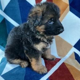 Stetson - Black and red male German Shepherd puppy in Walla Walla, Washington from Silver Knight Shepherds