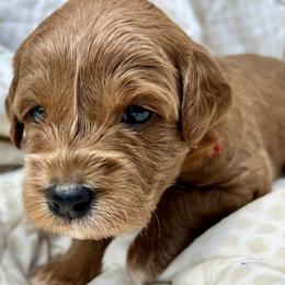 Kipling (Red Collar) - Red  male Goldendoodle puppy in China Grove, North Carolina from Lasting Legacy Family Dogs