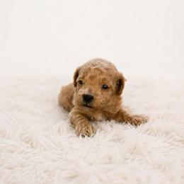 Biscuit - Apricot male Maltipoo puppy in St. George, Utah from Winchester Hills Poodles and Doodles