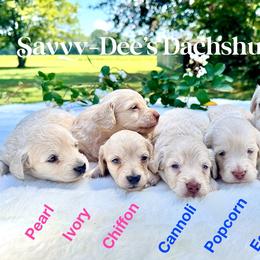 Eggnog(2400) - Cream male Dachshund puppy in Augusta, Arkansas from Savvy-Dee's Dachshunds