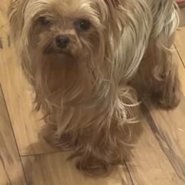 Shih Tzu and Yorkshire Terrier Puppies from Friends4everkennel LLC