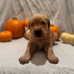 Jack (O'Latern) - Dark golden male Golden Retriever puppy in Escondido, California from Sandy Acres Golden Retrievers