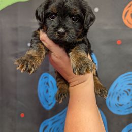 Espresso - Black and tan female Yorkipoo puppy in Coshocton, Ohio from Forever Family Puppies