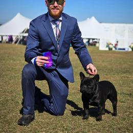 French Bulldog Puppies from Reds Frenchies