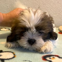 Shih Tzu Puppies from Little Lions West