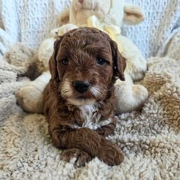 Royce - Red male Cavapoo puppy in Gunnison, Utah from Curls and Camo Pups