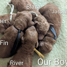 Blaze (Mint collar) - Red  male Goldendoodle puppy in Citrus Heights, California from Grandpaw's Golden Doodles