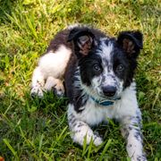 Border Collie, Golden Retriever, and Sporty Mix Puppies from Turbo Border Collies & Coltrievers