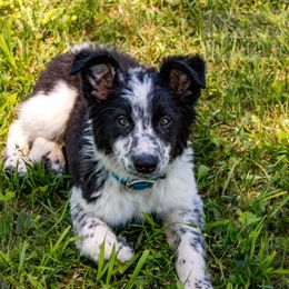 Border Collie, Golden Retriever, and Sporty Mix Puppies from Turbo Border Collies & Coltrievers
