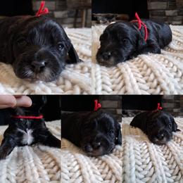 Red boy - Black male Cockapoo puppy in Howell, Michigan from Robbin's Treasures