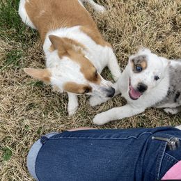 Australian Cattle Dog and Companion Cross Puppies from MX Kennel - Central MO
