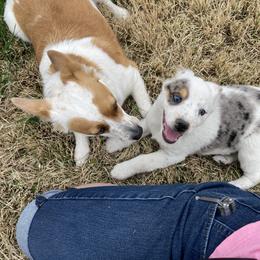 Australian Cattle Dog and Companion Cross Puppies from MX Kennel - Central MO