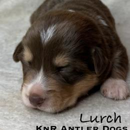 Lurch - Liver and white male American Corgi puppy in Grants Pass, Oregon from KnR Antler Dogs ~ Labrador Retrievers & Corgis