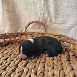 Chic - White and black female Italian Greyhound puppy in Waianae, Hawaii from Makanalani Yorkies and Iggys