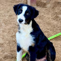 Flint - Black tri-color male Australian Shepherd puppy in Mineral Wells, Texas from A6 Australian Shepards