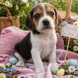 Thumper - Black tan and white male Beagle puppy in Rose Bud, Arkansas from Rajun Cajun Kennels