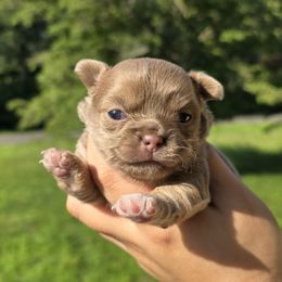 Lav girl - Blue female Chihuahua puppy in Vineland, New Jersey from Royal Companion's