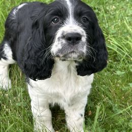 Tiger - Black and white male English Springer Spaniel puppy in Livingston, Montana from Yellowstone Springers