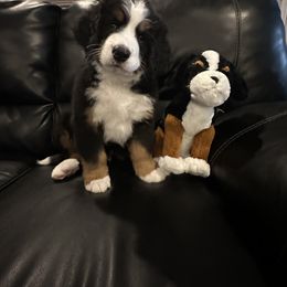 Bernese Mountain Dog Puppies from Blair Berners