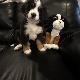 Bernese Mountain Dog Puppies from Blair Berners
