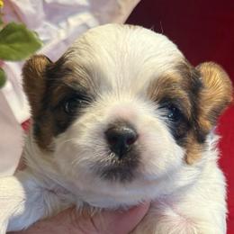 AKC - Beans Champion Bloodline - Gold and white male Shih Tzu puppy in Long Beach, California from Prieto Shih-Tzu's