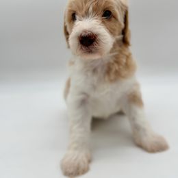 Sailor - Apricot female Aussiedoodle puppy in Claremont, North Carolina from Magnolia Grove Farms