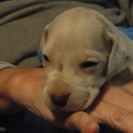 Cardigan Welsh Corgi and Great Dane Puppies from Red Oak Farm and Kennel