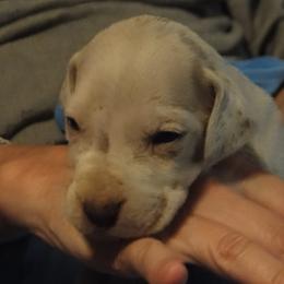 Cardigan Welsh Corgi and Great Dane Puppies from Red Oak Farm and Kennel